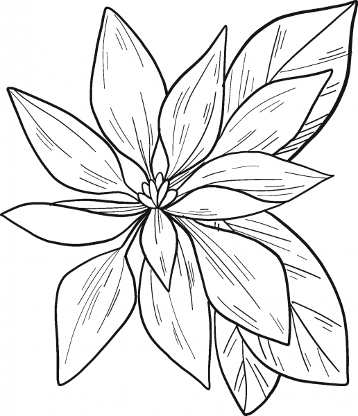 Poinsettia coloring page image