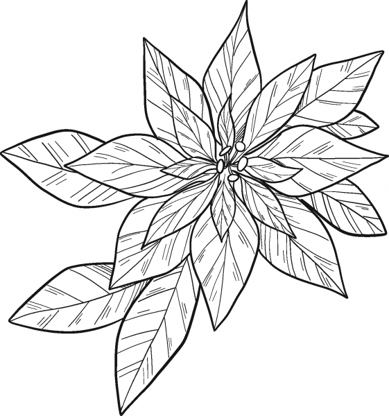 Poinsettia coloring page image