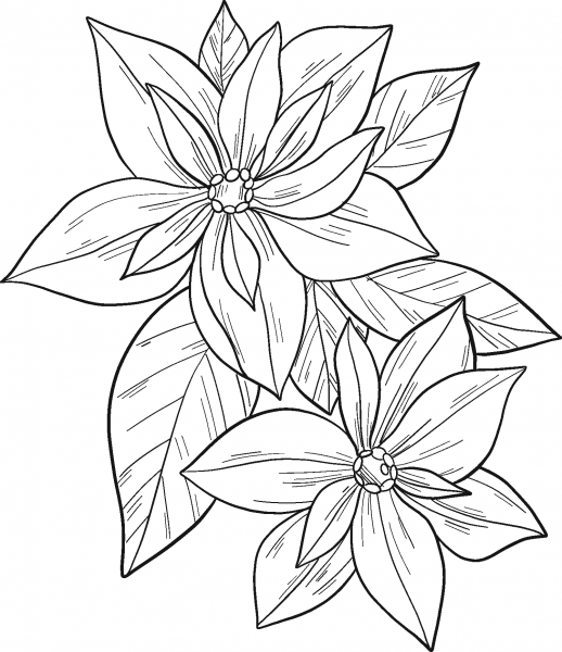 Poinsettia coloring page image