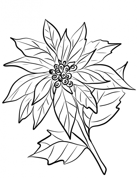Poinsettia Flower coloring page image