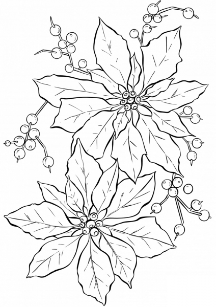 Poinsettia Flower coloring page image