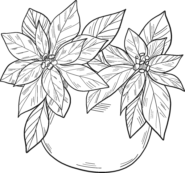 Poinsettia in a Pot coloring page image