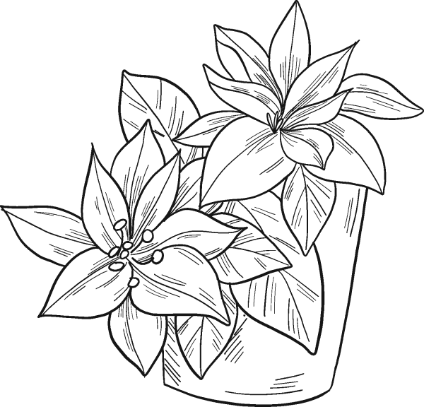Poinsettia in a Pot coloring page image