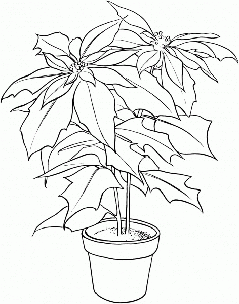Poinsettia or Christmas Flower coloring page image