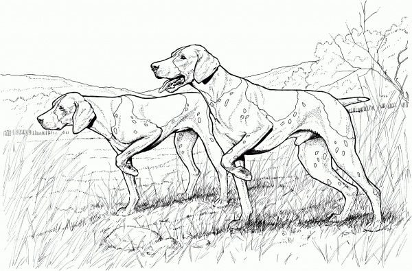 Pointer Dogs coloring page image