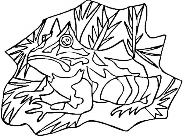 Poison Dart Frog  coloring page image