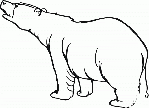 Polar Bear 17 coloring page image