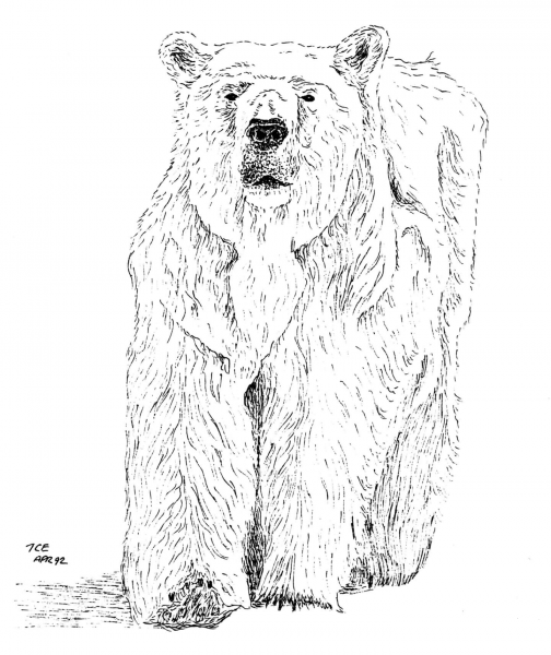 Polar Bear coloring page image