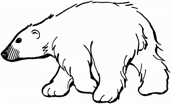 Polar Bear coloring page image