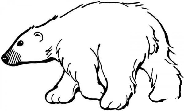 Polar Bear  coloring page image