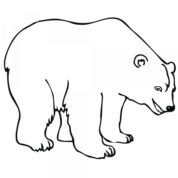 Polar Bear coloring page image