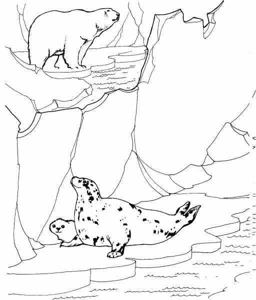 Polar Bear hunting for Ringed seals coloring page image