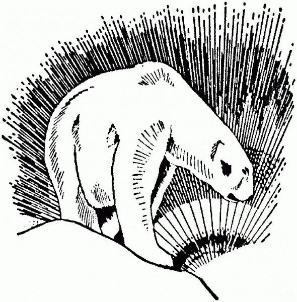 Polar Bear See A Light coloring page image