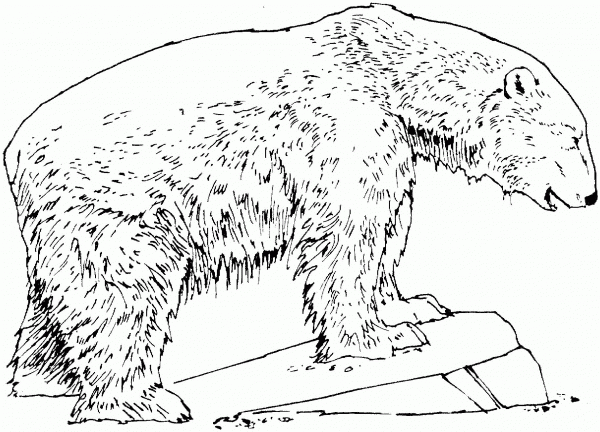 Polar Bear Stands On Stone coloring page image