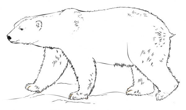 Polar Bear walking coloring page image