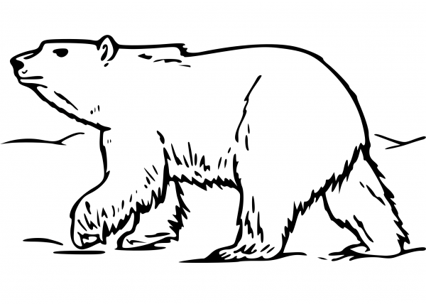 Polar Bear Walking in Snow coloring page image
