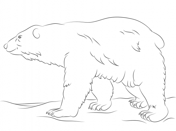 Polar Bear Walks coloring page image
