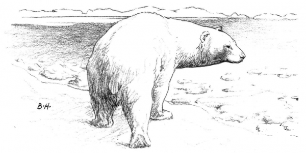 Polar Bear Walks On Ice coloring page image