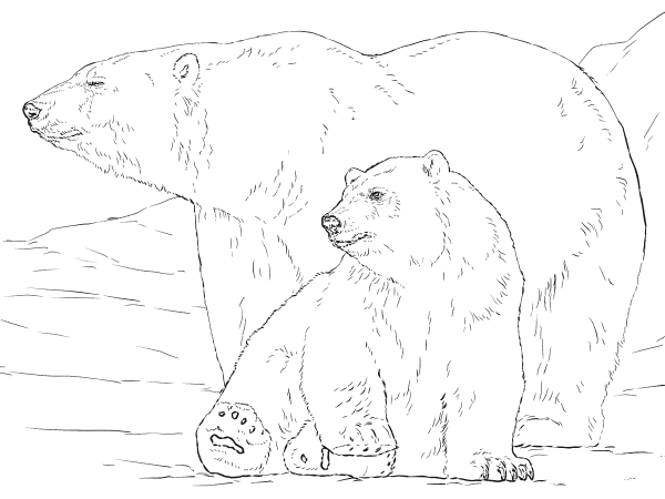 Polar Bear with Baby coloring page image