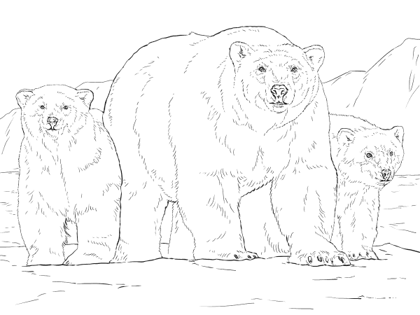 Polar Bear with Two Cubs coloring page image
