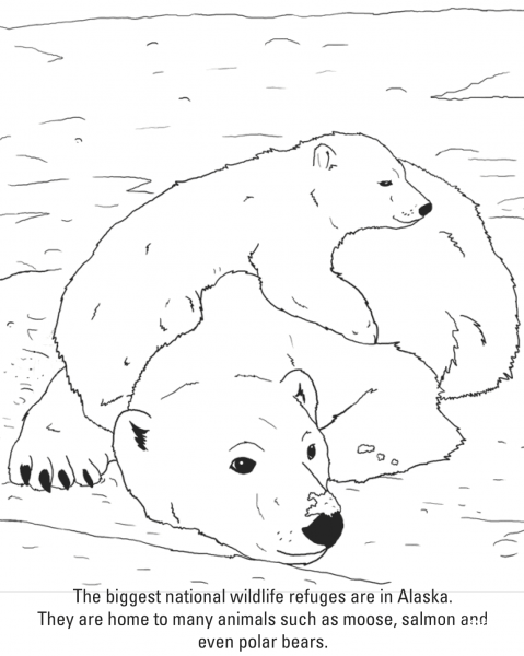 Polar Bears coloring page image