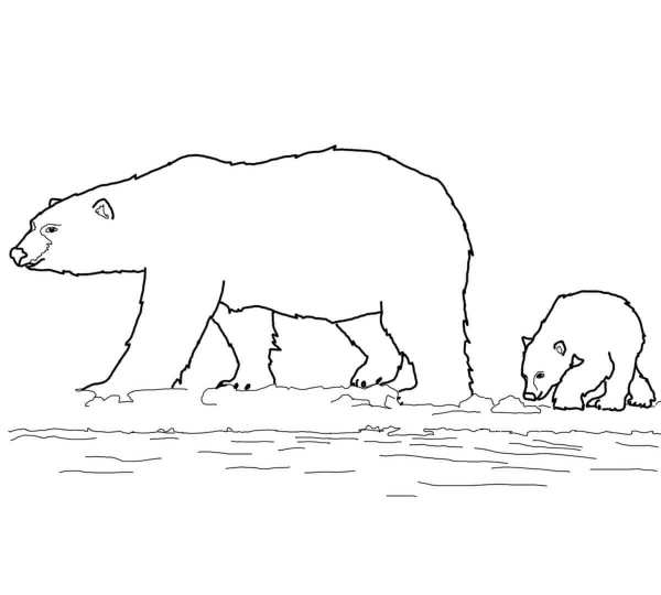 Polar Bears Family coloring page image