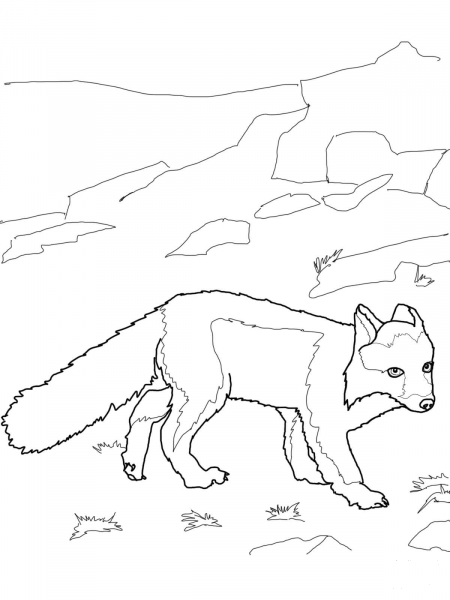 Polar Fox coloring page image