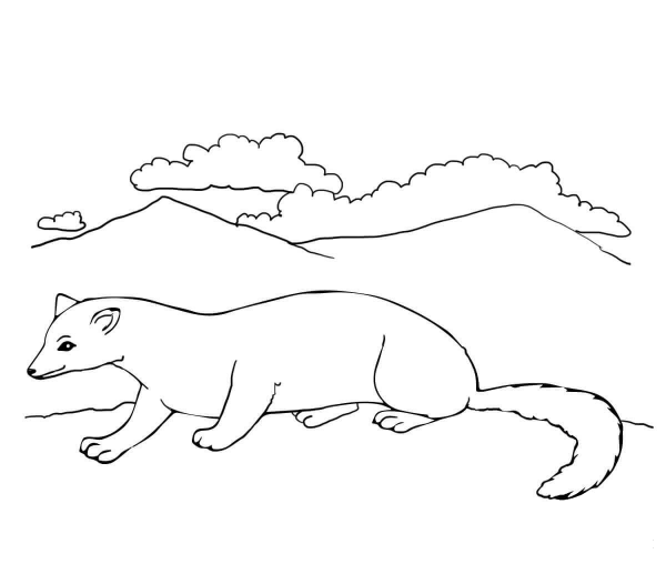 Polecat coloring page image