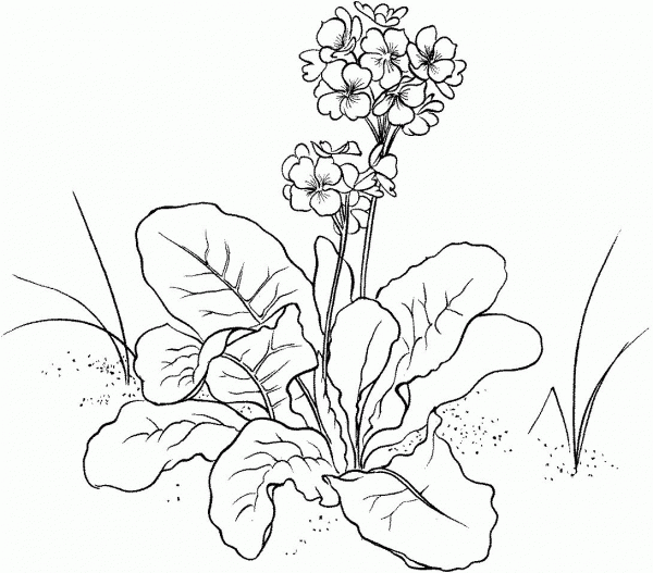 Polyantha Primula Primrose Flower coloring page image