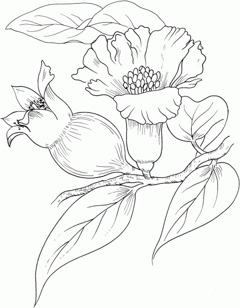 Pomegranate Blossom coloring page image