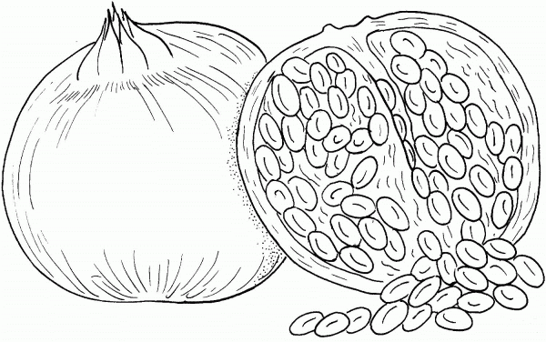 Pomegranate coloring page image