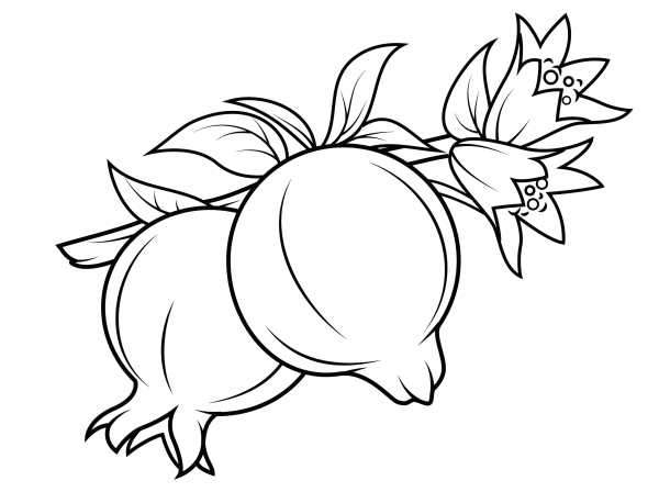 Pomegranate on Branch coloring page image
