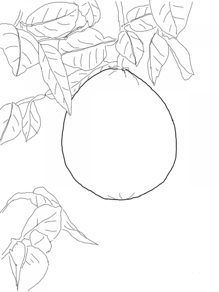 Pomelo on Tree coloring page image