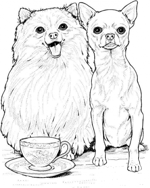 Pomeranian Dog and Chihuahua coloring page image