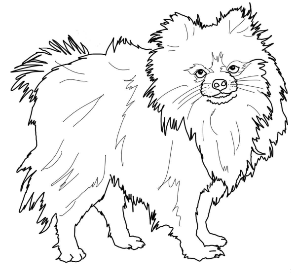 Pomeranian Dog coloring page image