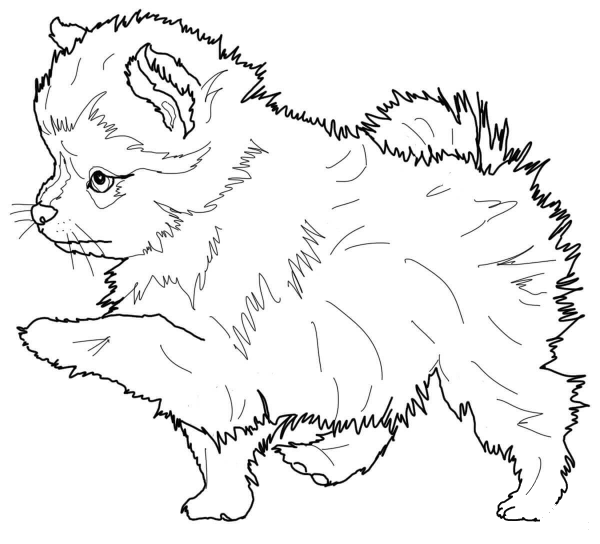Pomeranian Puppy coloring page image