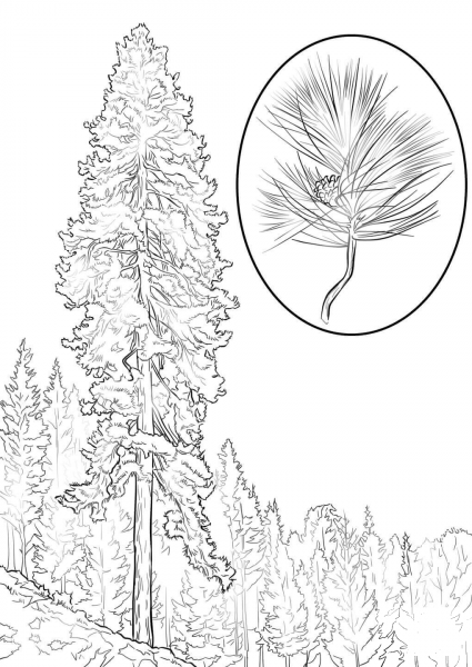 Ponderosa Pine coloring page image