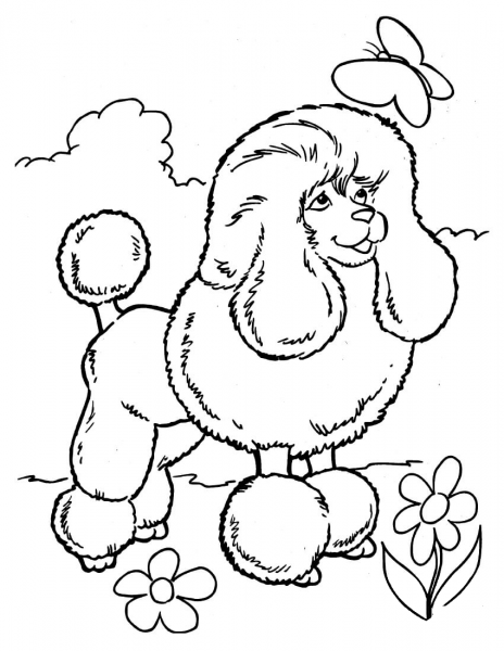 Poodle And Butterfly coloring page image