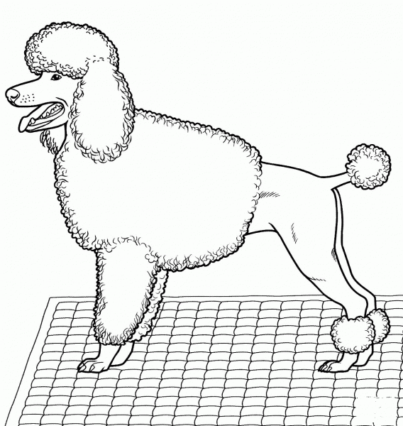 Poodle coloring page image