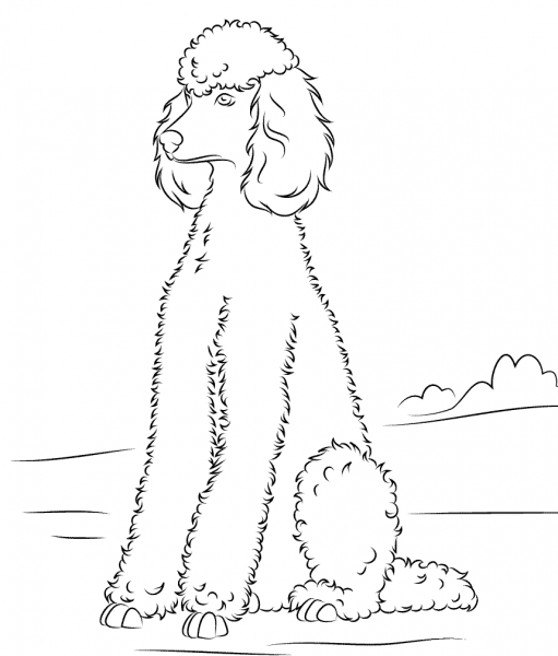 Poodle coloring page image