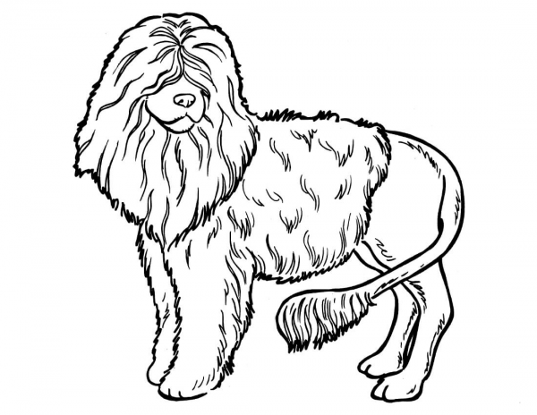 Poodle Dog coloring page image