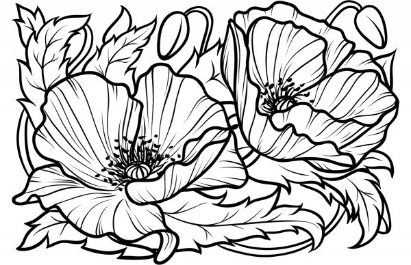 Popies coloring page image