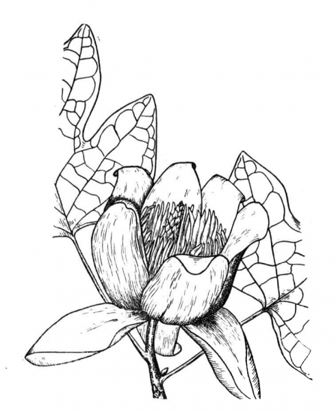Poplar  coloring page image