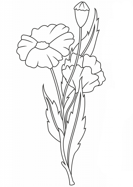 Poppies coloring page image