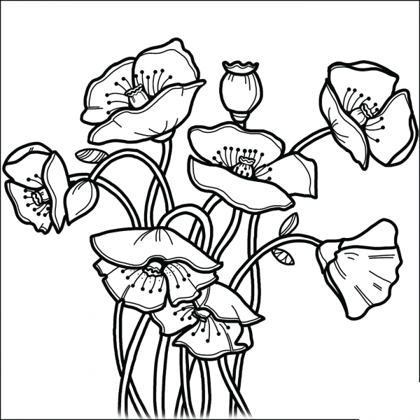 Poppies coloring page image