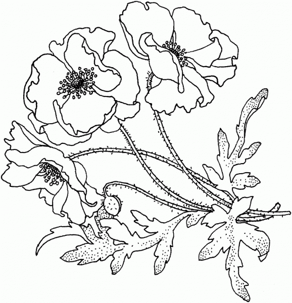 Poppies Flower coloring page image