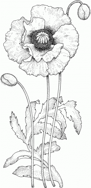 Poppy Blossom coloring page image