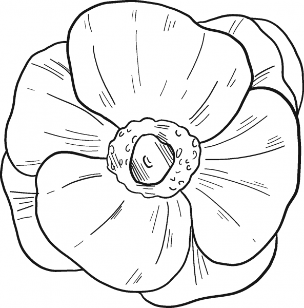 Poppy coloring page image