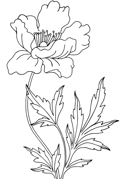 Poppy coloring page image