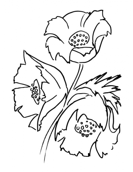 Poppy Flower Bouquet  coloring page image